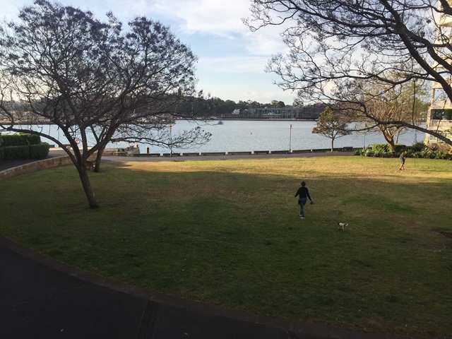 A woman walking a small dog in a wide open grassed area.