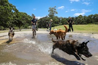 Dogs splashing around in a small pond in a park.