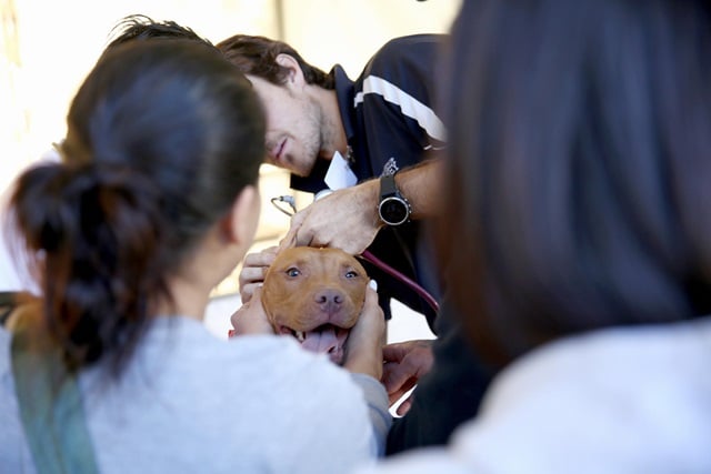 Humans tending to a dog