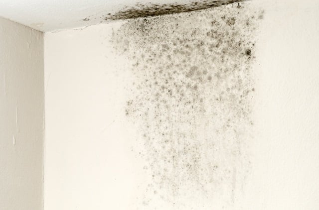 Mould on a white wall