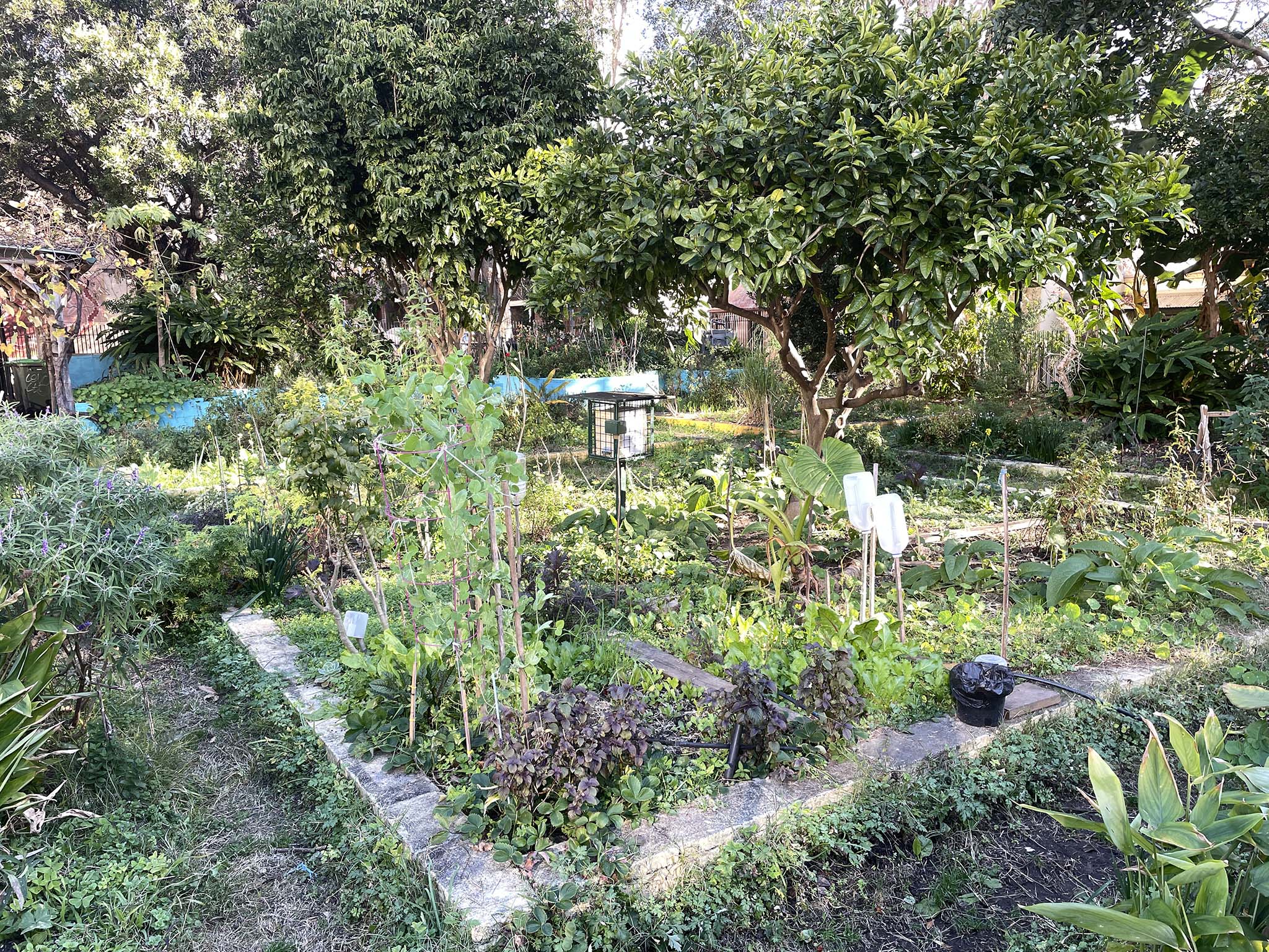 Perennial Vegetables in a Permaculture Garden – Bealtaine Cottage, Ireland