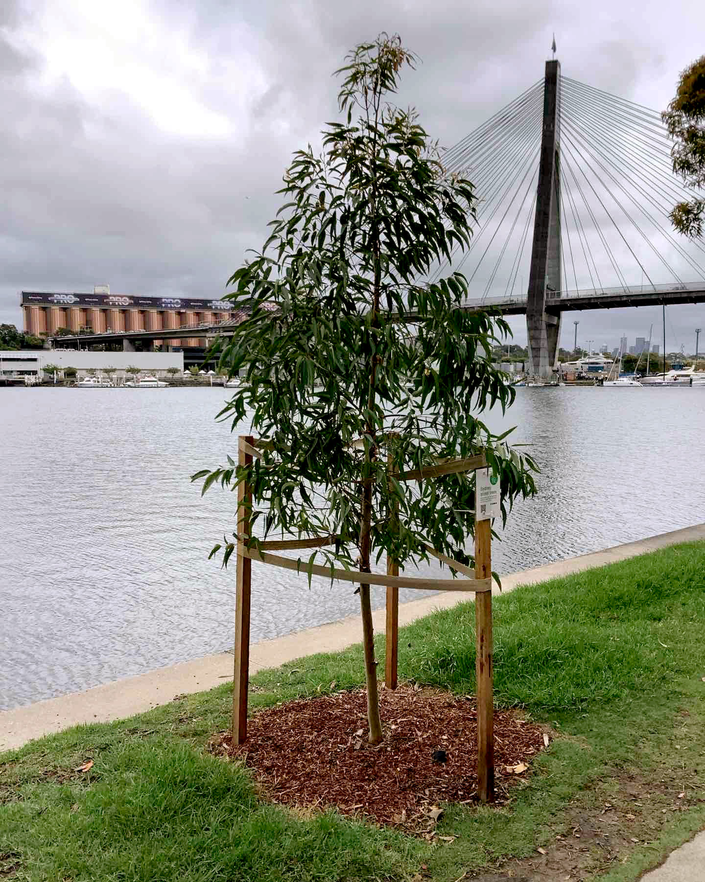 A young tree on a grassy verge by a shoreline on a grey day. In the background is the Anzac Bridge.