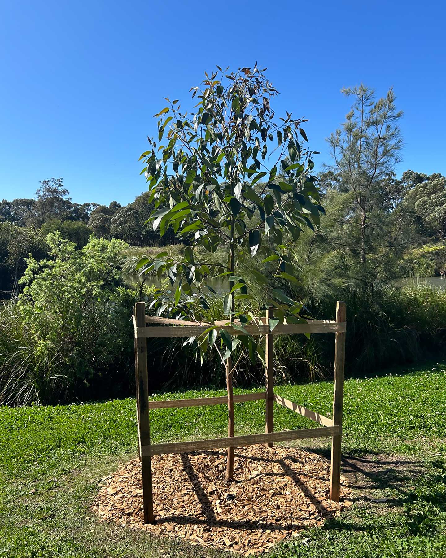 A young tree on a grassy area on a clear day.