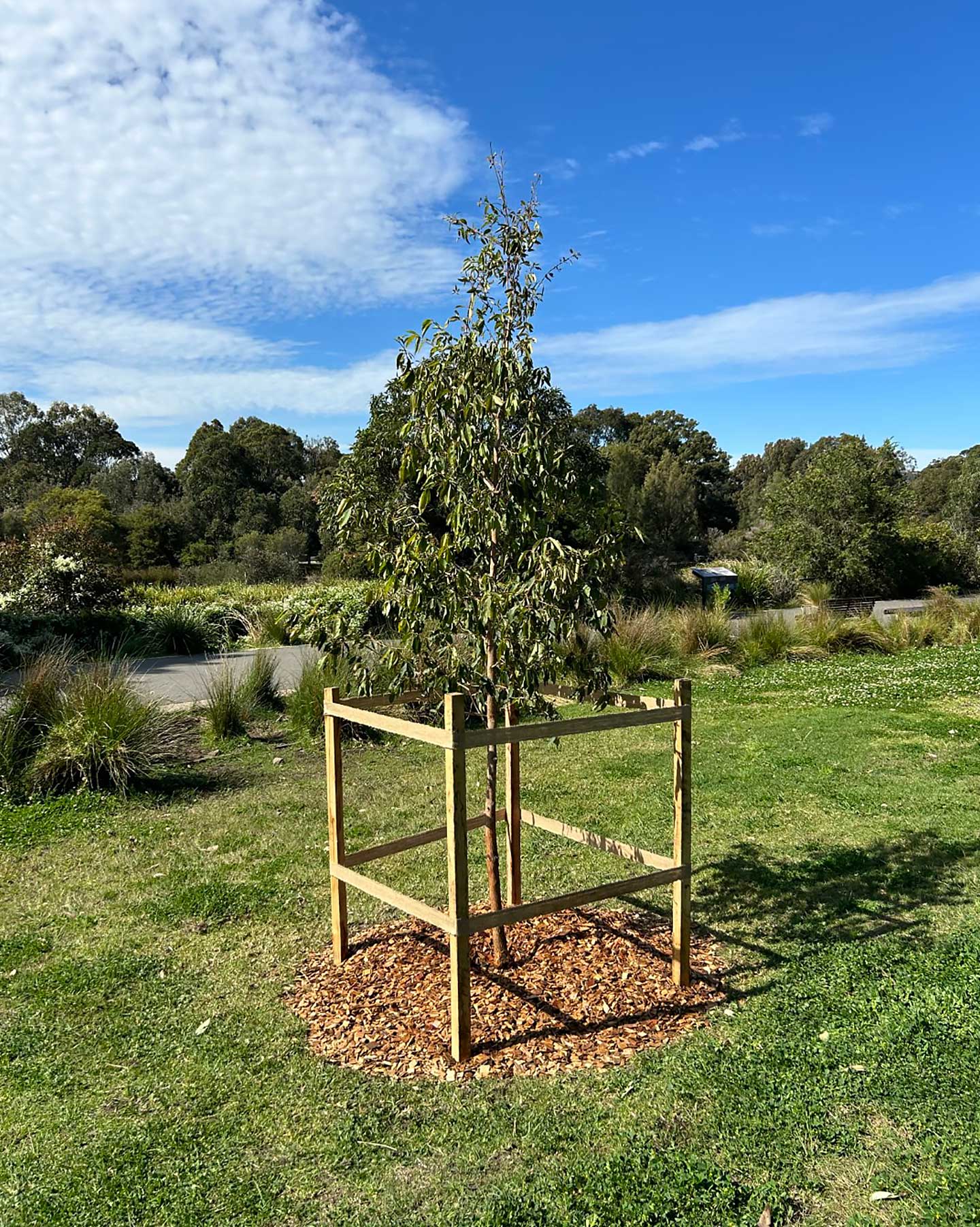 A young tree on a grassy area on a clear day.