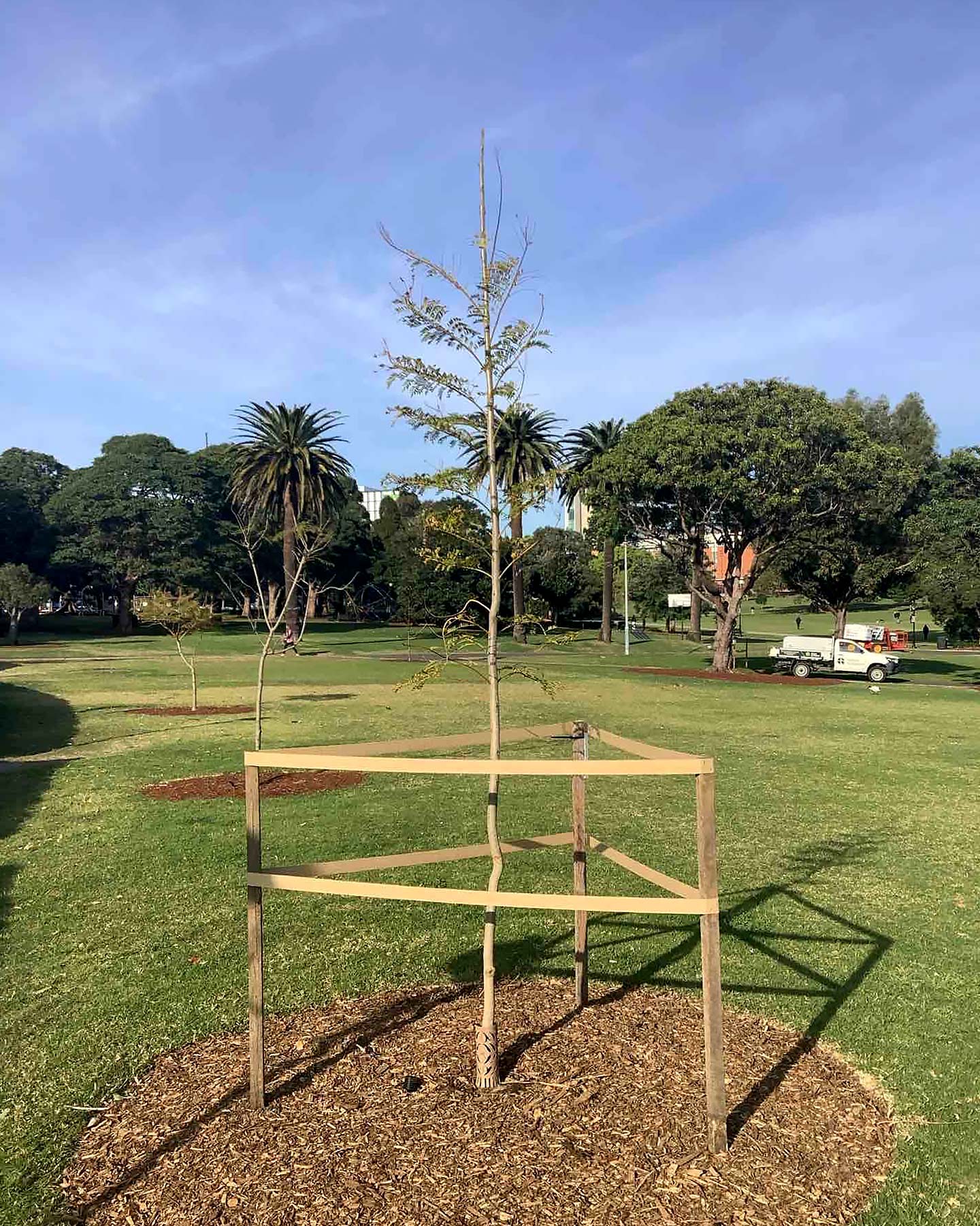 A young tree on a grassy area on a clear day.