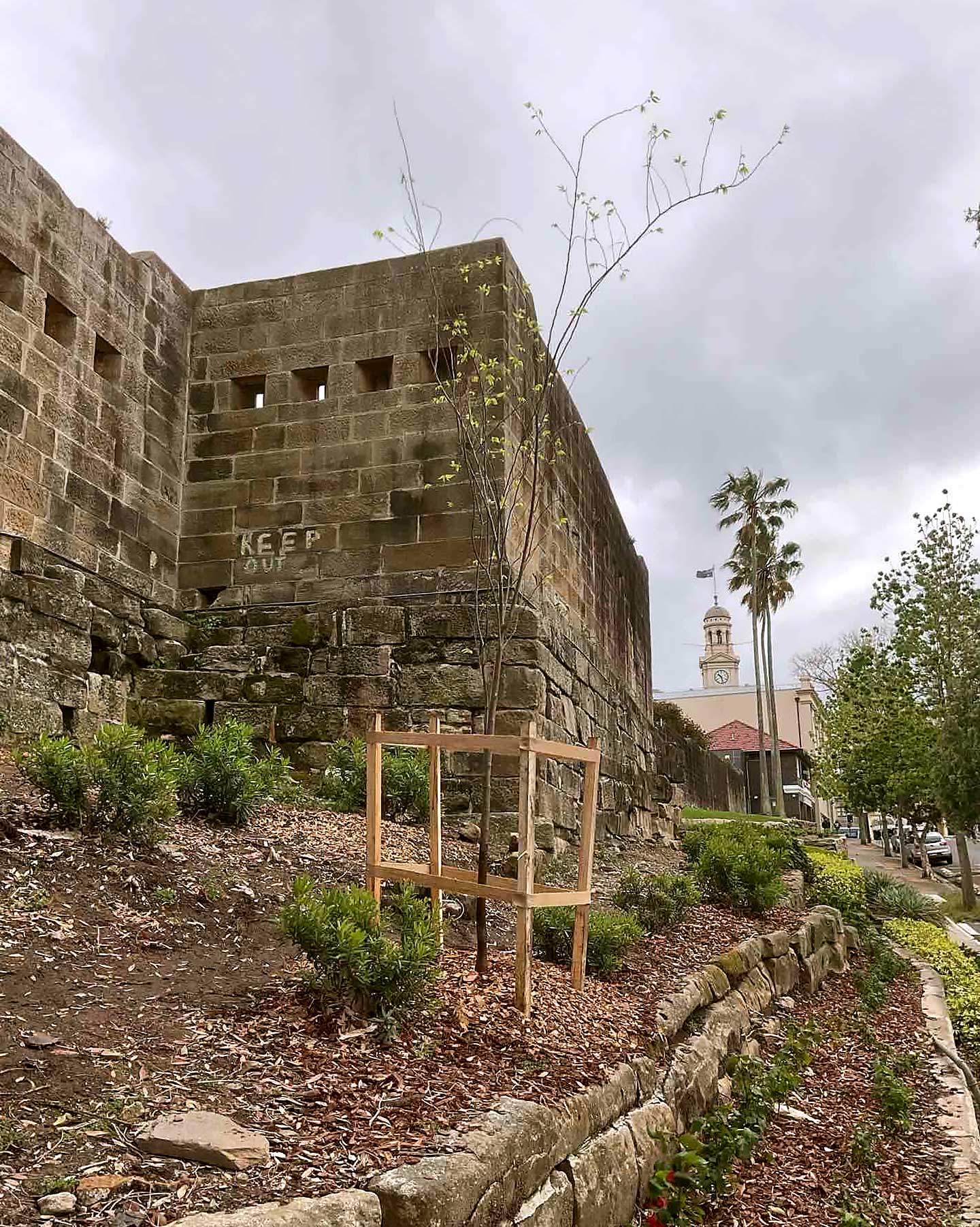 A young tree in a tiered garden by a brick building on a grey day.